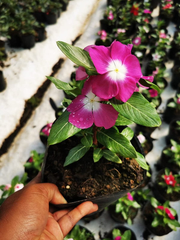 Vinca Filante 165