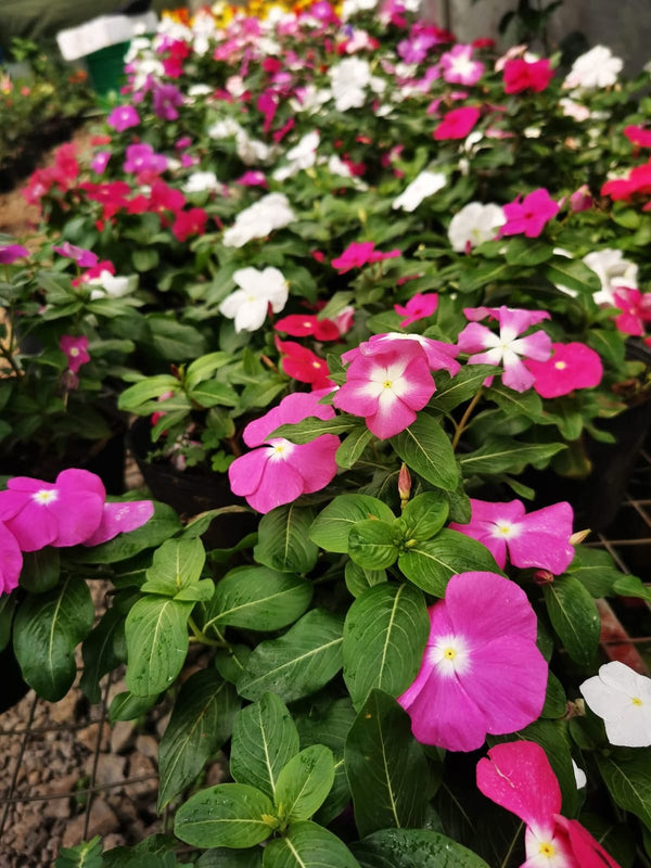 Vinca Filante 166