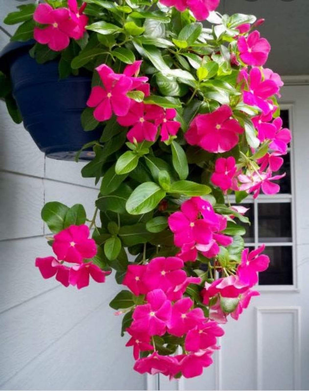 Vinca Filante 169
