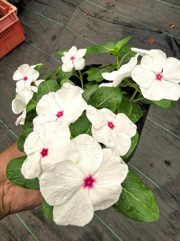 Vinca Filante 180