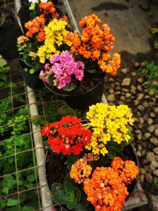 Kalanchoe Yellow β view 3