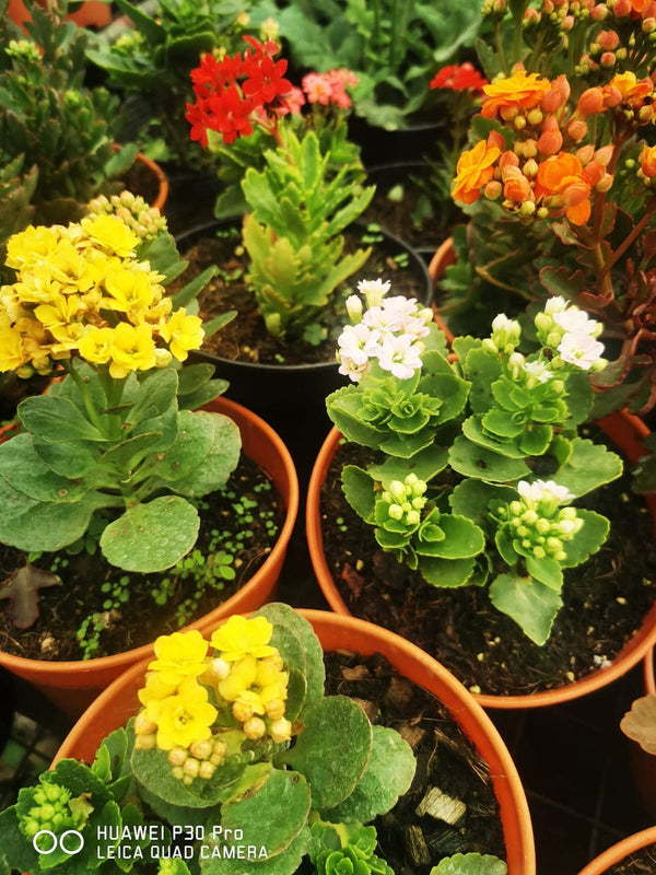 Kalanchoe Pink Varieties β view 3