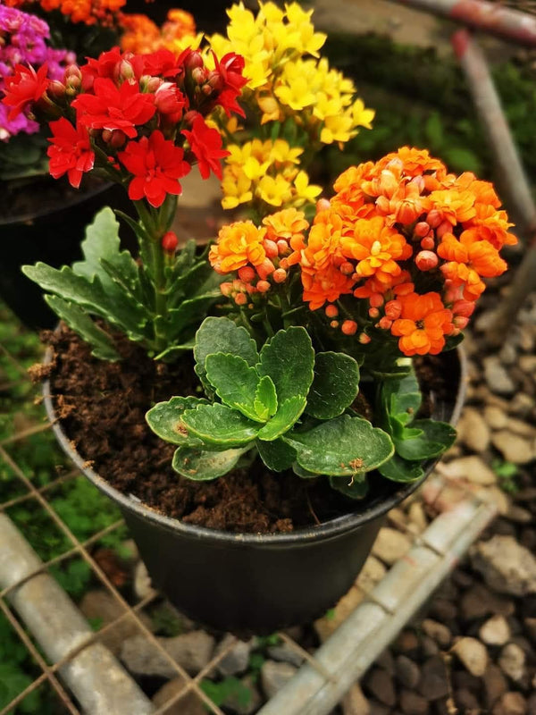 Kalanchoe Light Pink β view 2