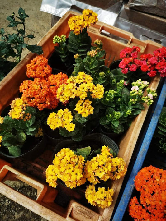 Kalanchoe Yellow β view 2