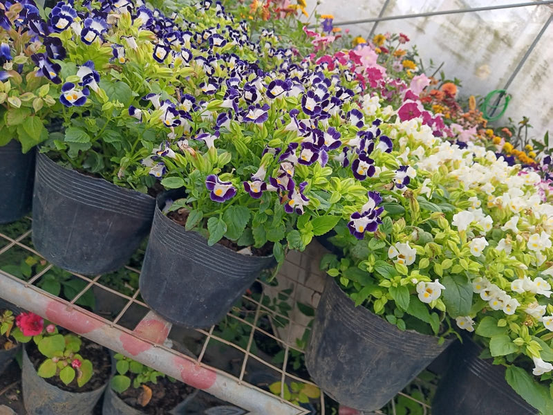 Torenia Garden Centre