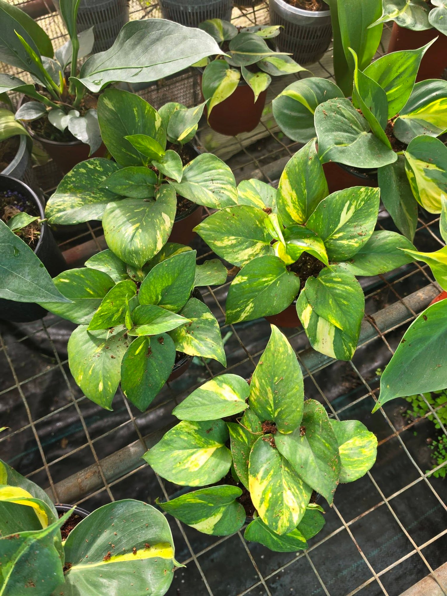 Indoor Plants
