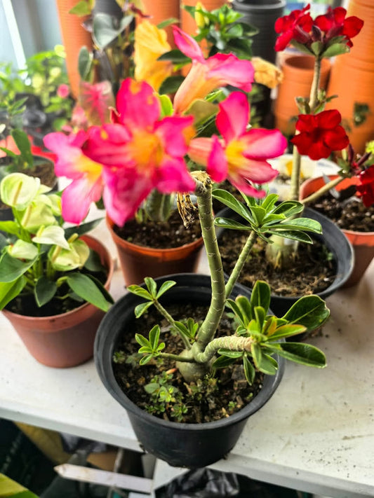 Adenium