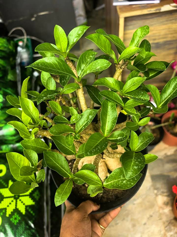 Adenium Arabicum 3