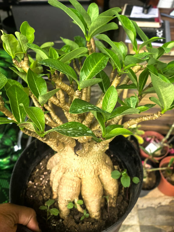 Adenium Arabicum 2