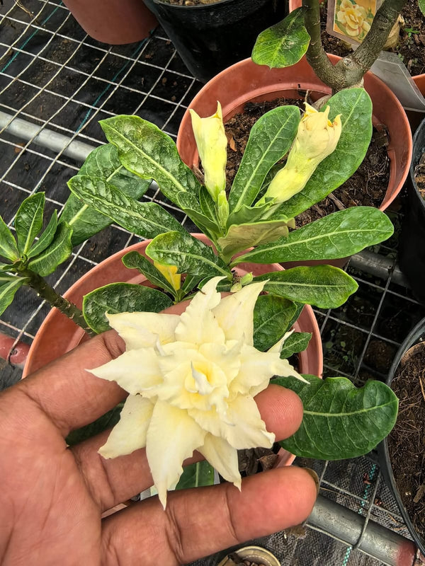 Adenium White