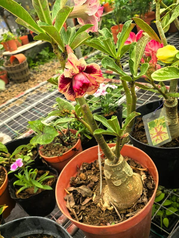 Adenium Crème Pink