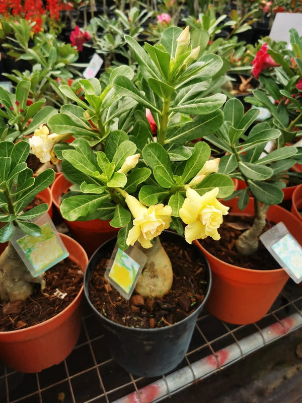 Adenium Light Yellow