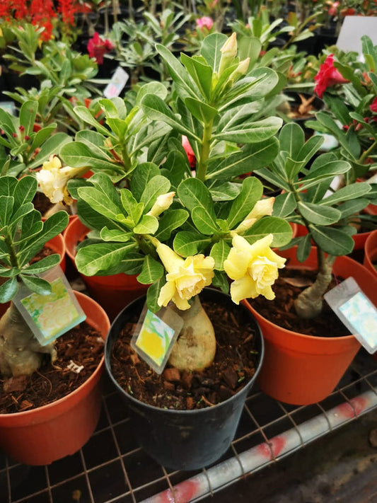 Adenium Light Yellow