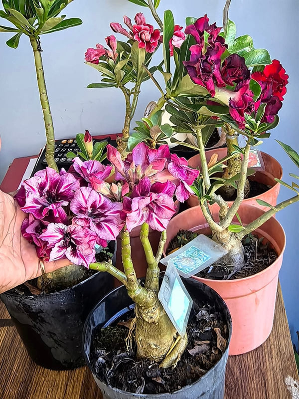 Adenium Pink