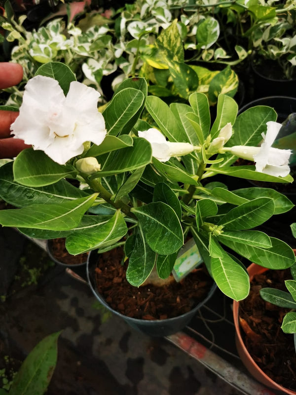 Adenium Pure White