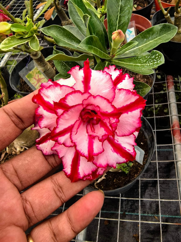 Adenium White Red