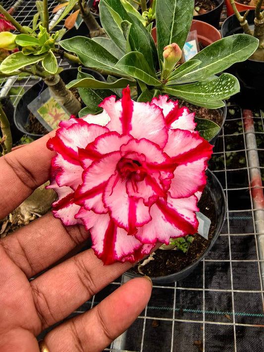 Adenium White Red