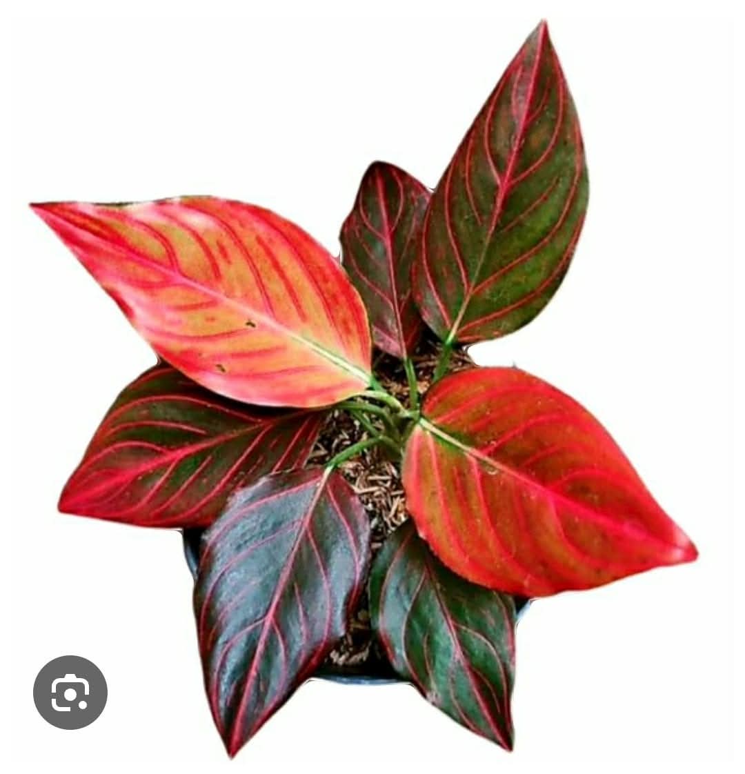 Aglaonema 11 Chinese Evergreen