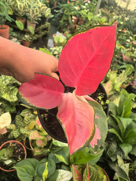 Aglaonema 12 Chinese Evergreen