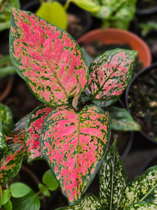 Aglaonema 3 Chinese Evergreen