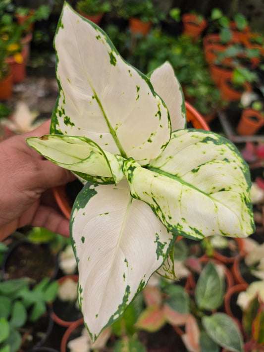 Aglaonema 6 Chinese Evergreen