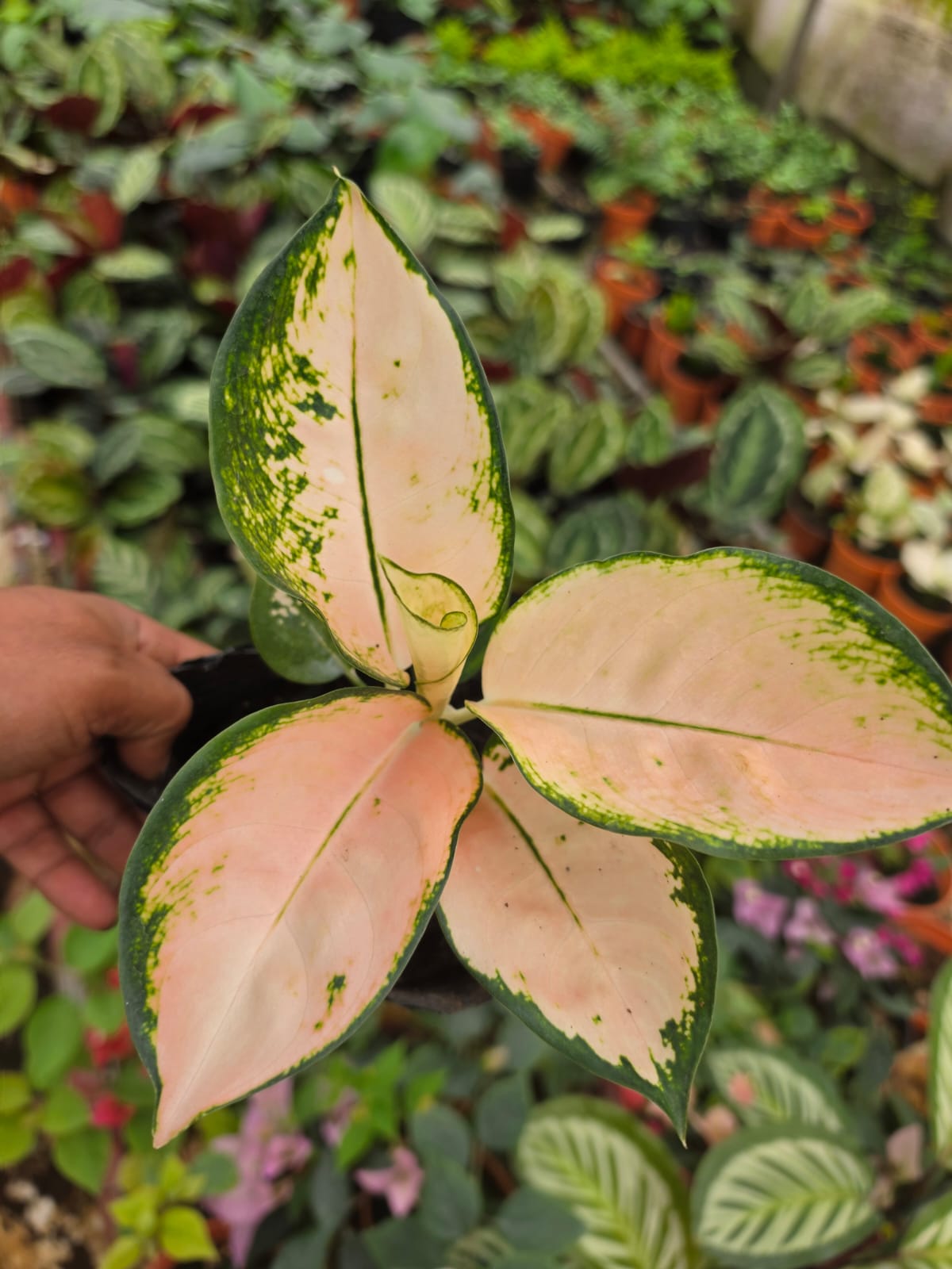 Aglaonema 7 Chinese Evergreen