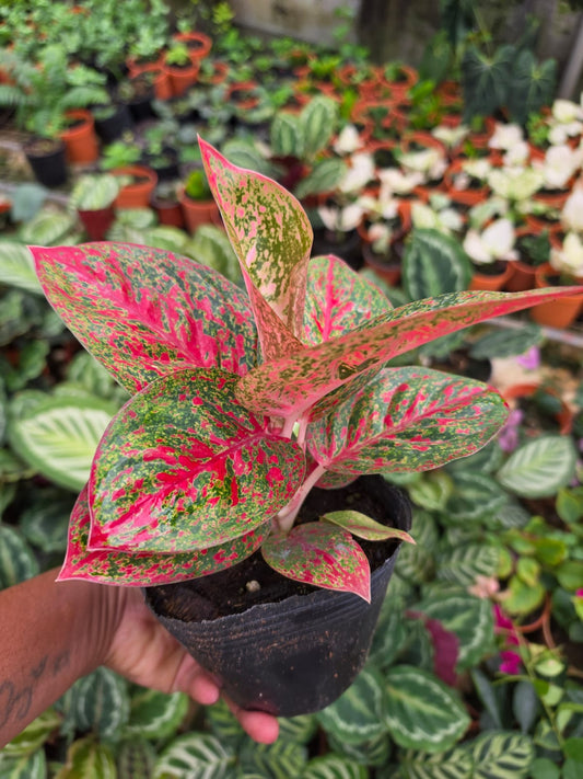 Aglaonema Chinese Evergreen