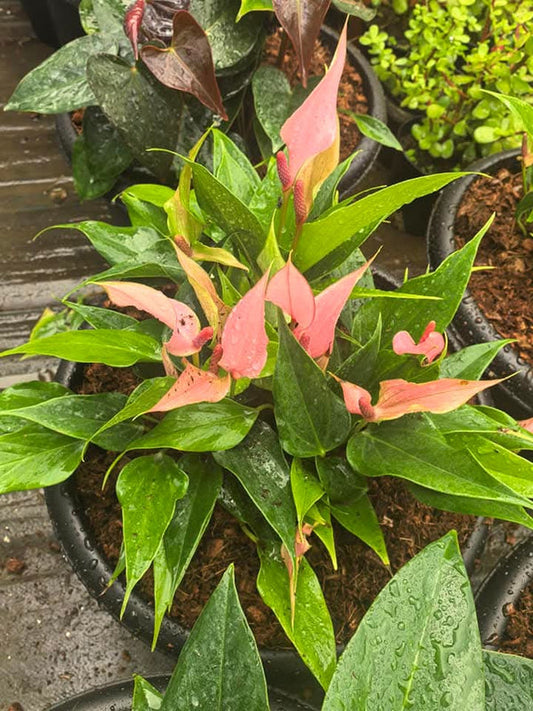 Anthurium Big and Bushy 3