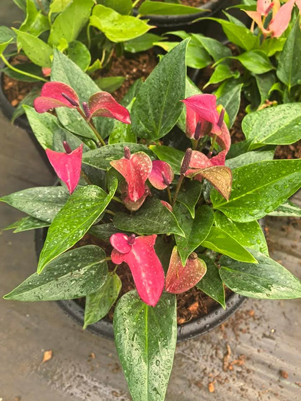 Anthurium Big and Bushy 4