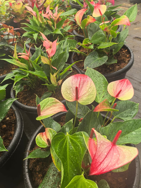 Anthurium Big and Bushy 6