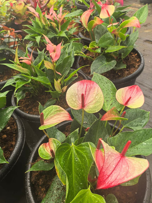 Anthurium Big and Bushy 6