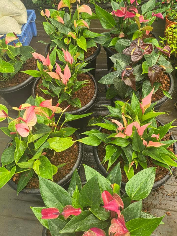 Anthurium Big and Bushy 1