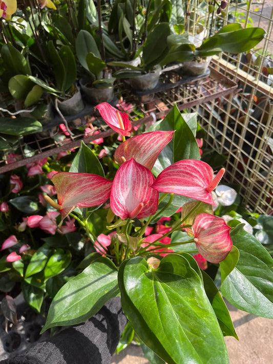 Anthurium Dwarf