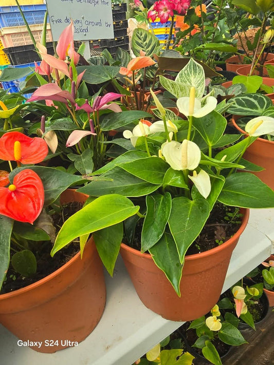 Anthurium Eclyps 2