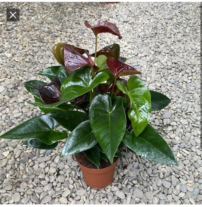 Anthurium Escencia