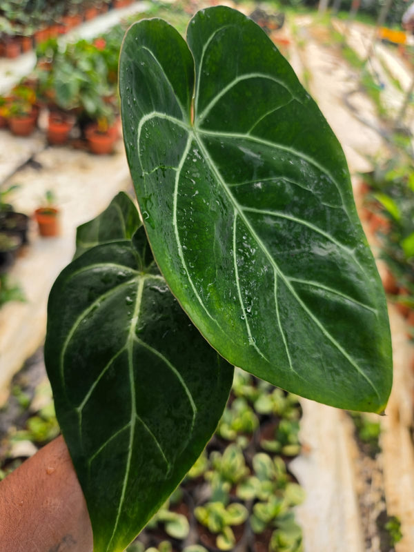 Anthurium Foliage Clarinervium