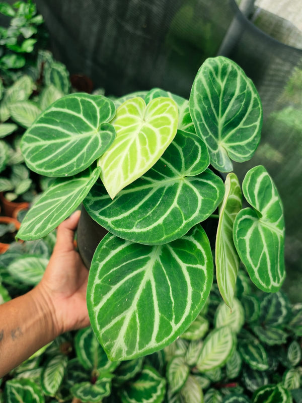 Anthurium Foliage Dorayaki