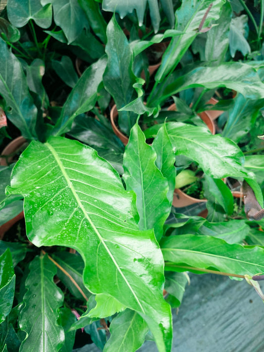 Anthurium Foliage Renaissance