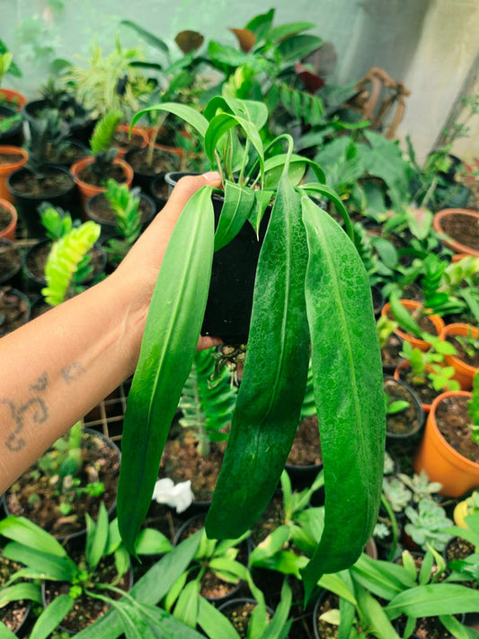 Anthurium Foliage Vitarifolium