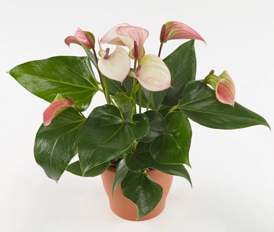 Anthurium Joli Pulse