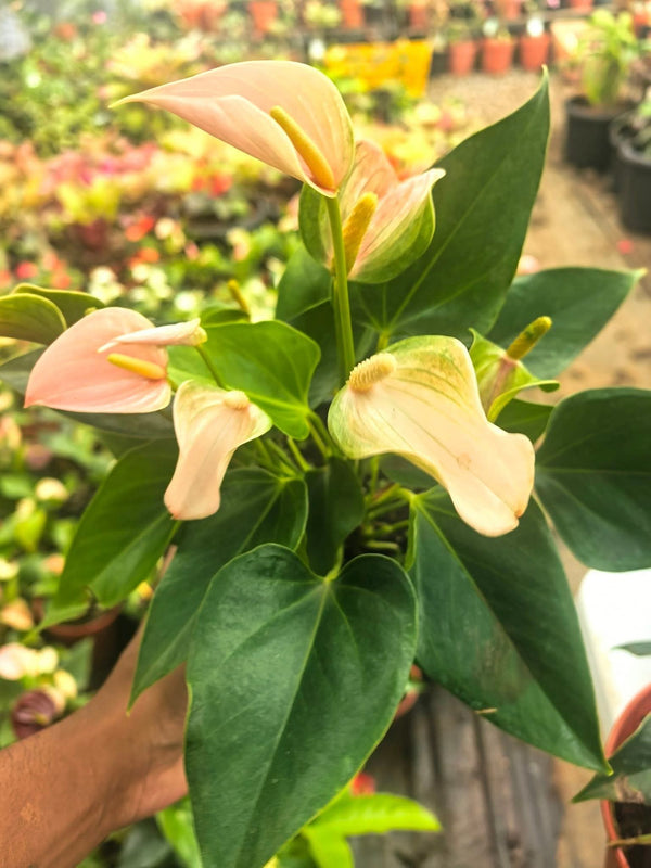 Anthurium Joli Peach