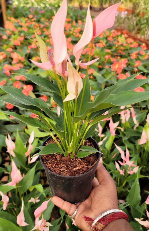 Anthurium Lili
