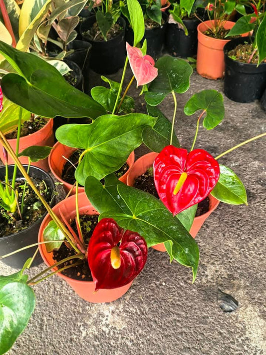 Anthurium Local Long Cut Flowers 2