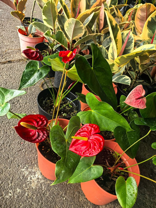 Anthurium Local Long Cut Flowers 3