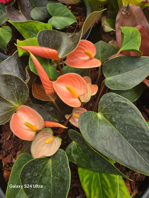 Anthurium Rainbow Champion