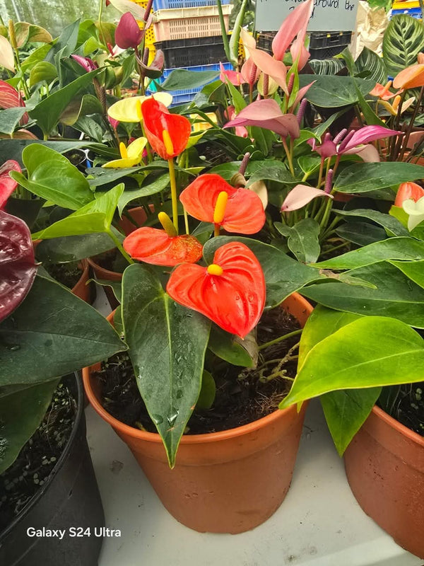 Anthurium Sierra Orange