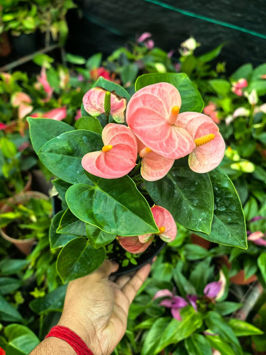 Anthurium Spirit