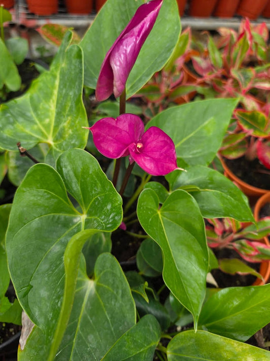 Anthurium Utah