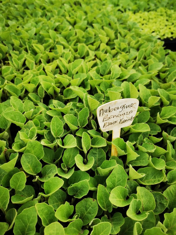 Aubergine Bonanza