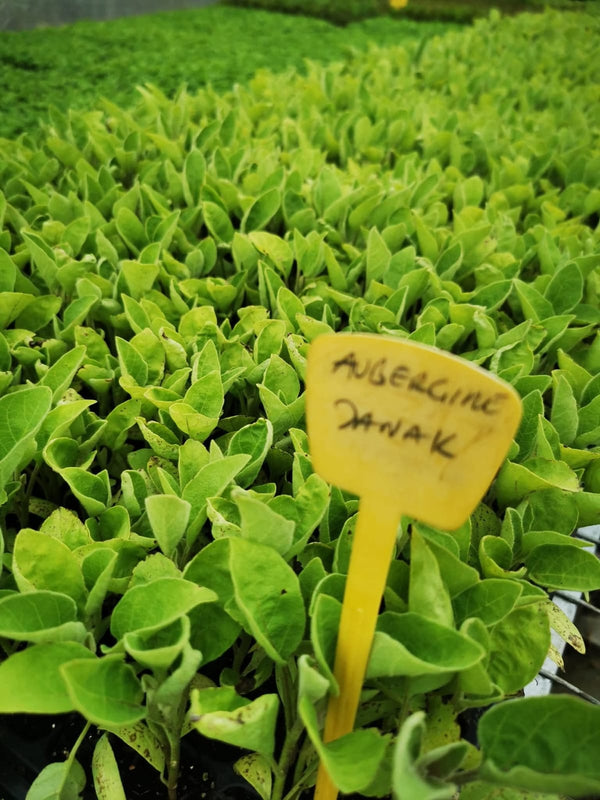 Aubergine Janak